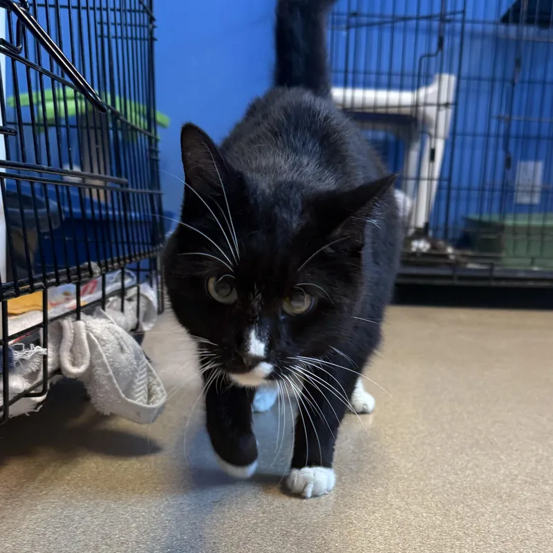 An adult medium-sized female Black & White / Tuxedo Domestic Short Hair cat named Amkara for adoption in Brookings, SD