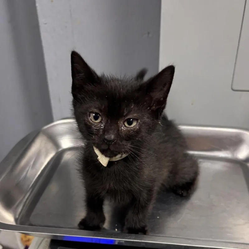 A baby small-sized male Black Domestic Short Hair cat named Mc Hammer for adoption in St Joseph, MO