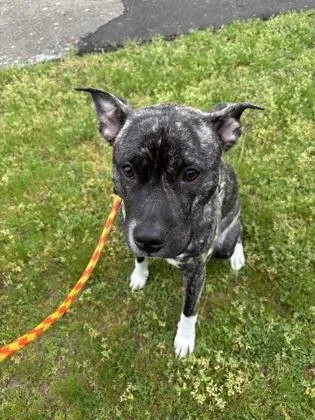 A young medium-sized female Mixed Breed dog named Tay Nay for adoption in Seattle, WA