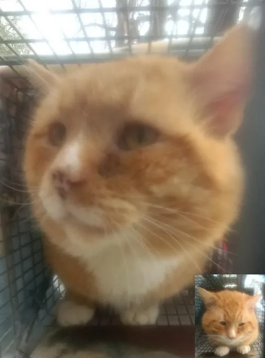 Sir Purrcival