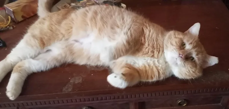 Sir Purrcival thumbnail 3