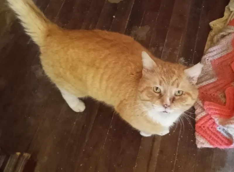 Sir Purrcival thumbnail 4