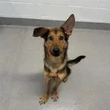 An adult medium-sized male Brown / Chocolate German Shepherd Dog dog named Hades for adoption in Hilliard, OH