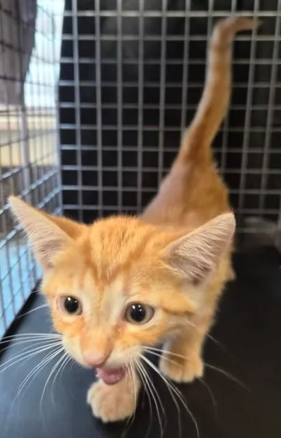 A baby small-sized male Domestic Short Hair cat named Melvin for adoption in Fort Myers, FL