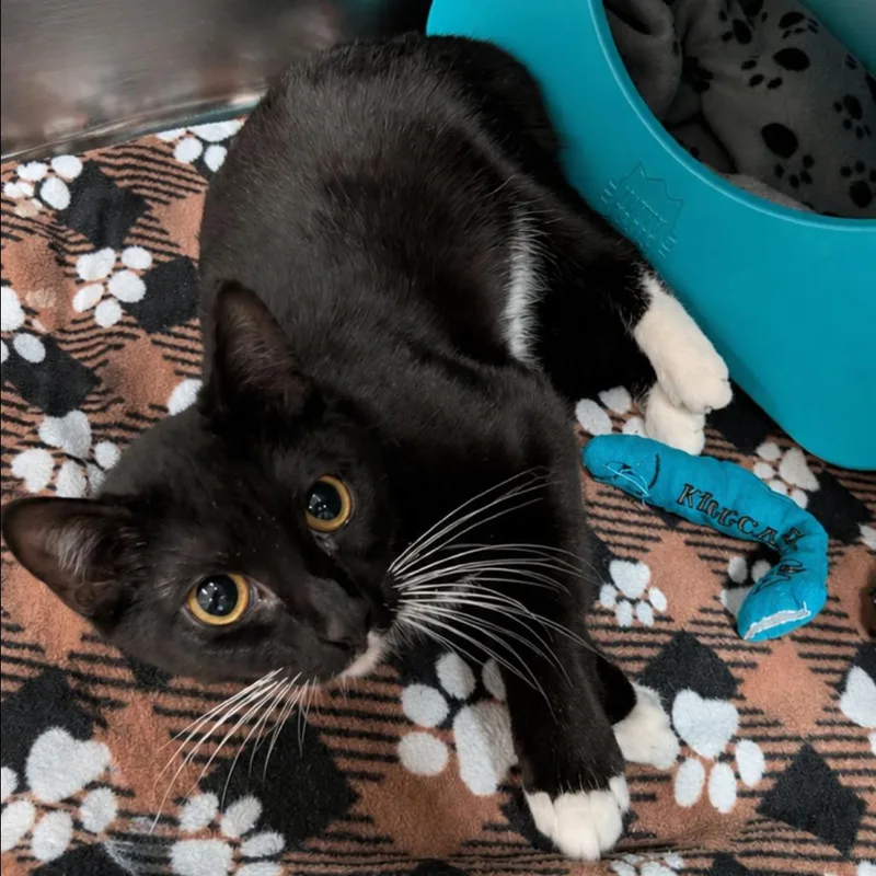 An adult medium-sized female Black Domestic Short Hair cat named Marcy for adoption in Titusville, FL