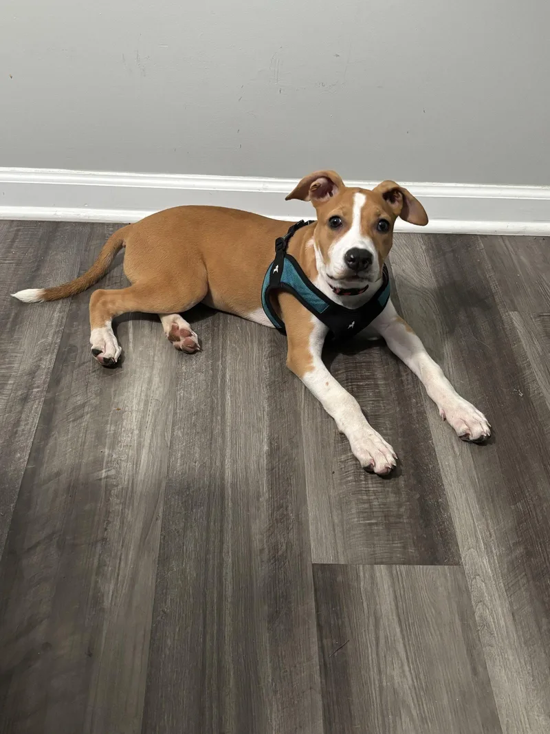 A baby medium-sized female American Staffordshire Terrier dog named Betsy Ross for adoption in Holly Springs, NC