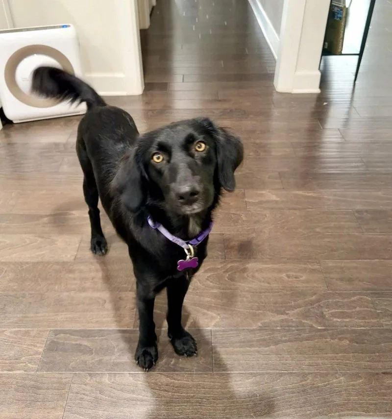 A young medium-sized female Collie dog named Madison for adoption in Fort Worth, TX