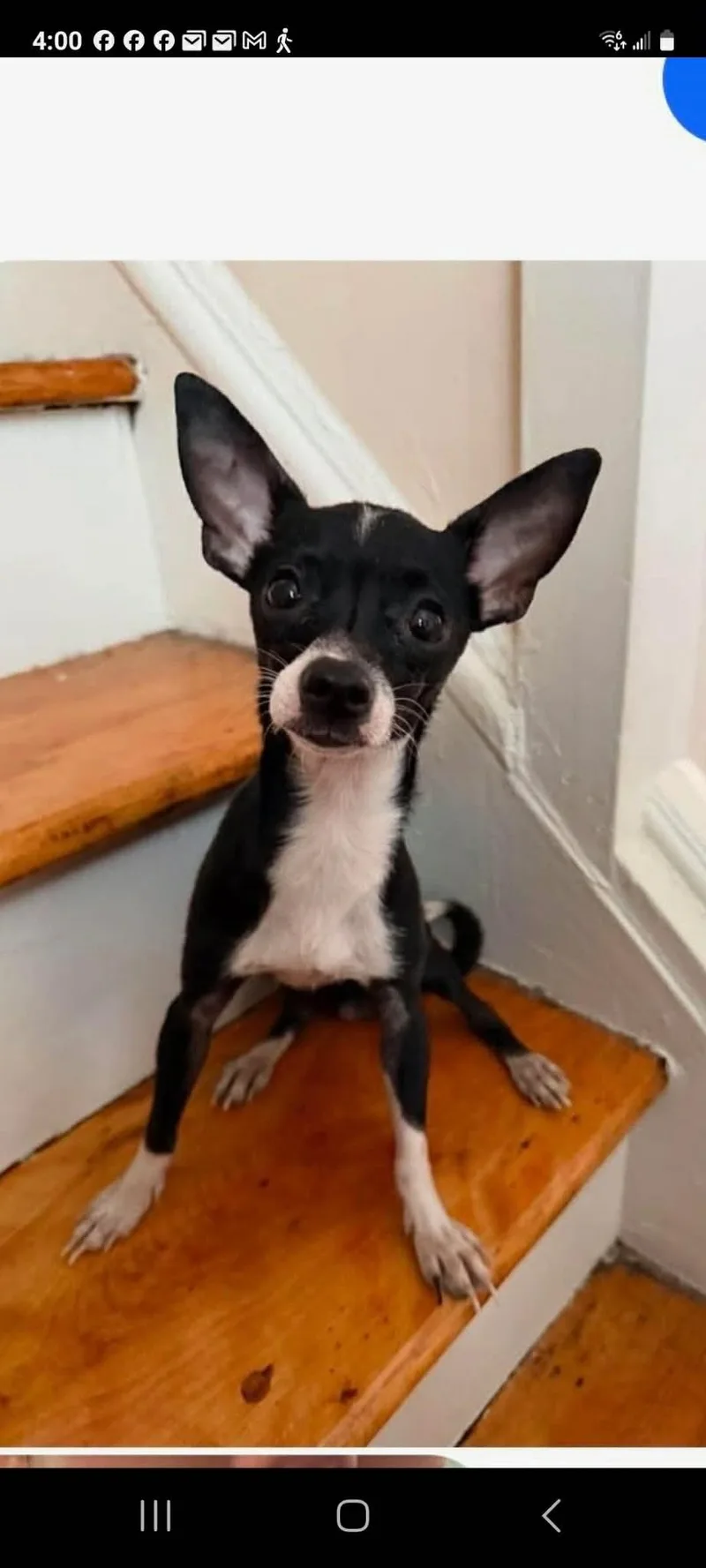 A young small-sized male Black Chihuahua dog named Bruce for adoption in Ozone Park, NY