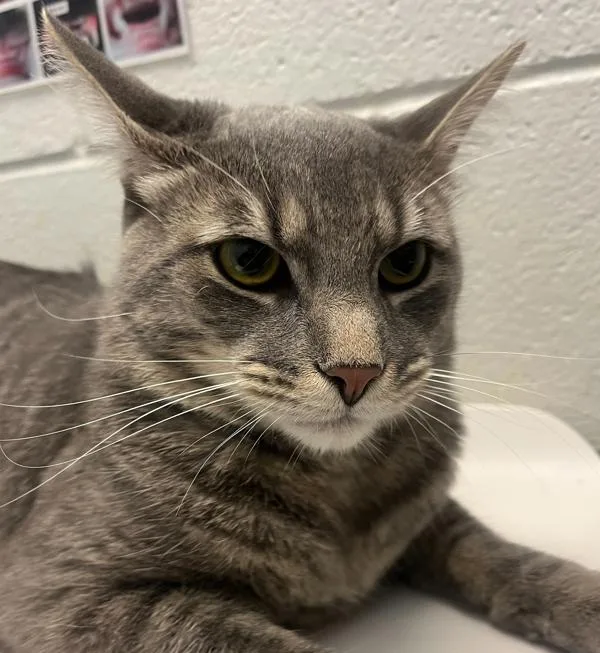 An adult large-sized male Domestic Short Hair cat named Hugo for adoption in Golden, CO