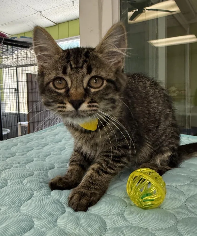 A baby small-sized female Domestic Medium Hair cat named Taco for adoption in Lemoore, CA
