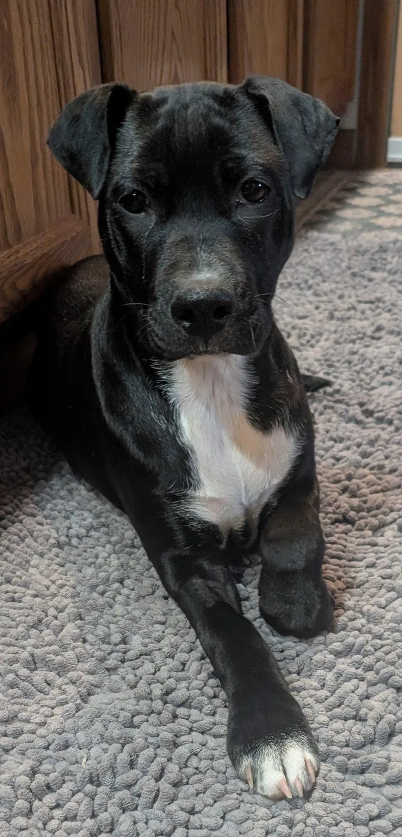 A baby medium-sized female Border Collie dog named Millie for adoption in West Des Moines, IA