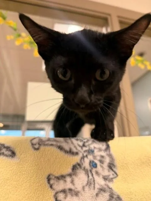 A young small-sized male Black Domestic Short Hair cat named Scary for adoption in Fayetteville, AR