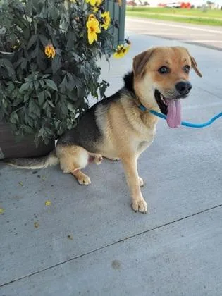 An adult large-sized male German Shepherd Dog dog named Drizzle for adoption in Fergus Falls, MN