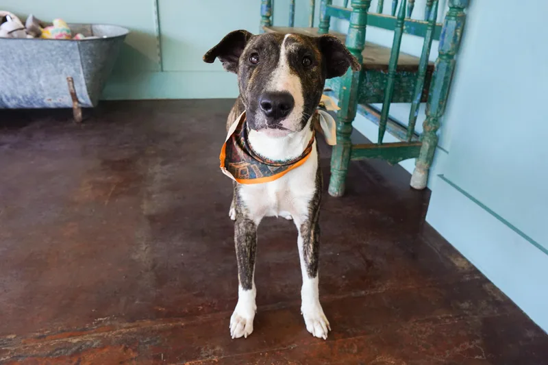 A young medium-sized male Brindle Bull Terrier dog named Bullseye for adoption in San Antonio, TX