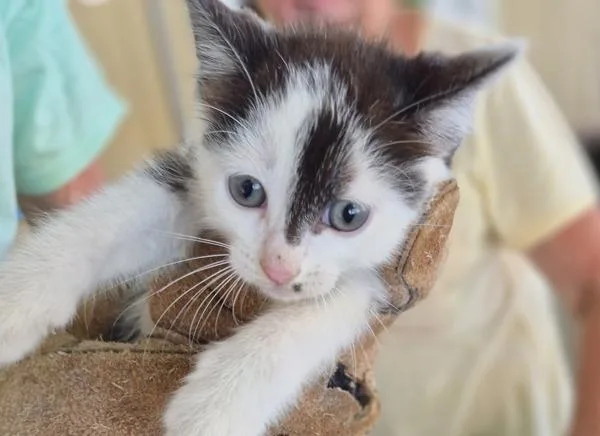 A baby small-sized male Domestic Short Hair cat named Pen  Finn for adoption in Lawrenceville, GA