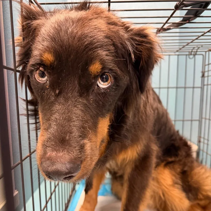 Steveo thumbnail 5