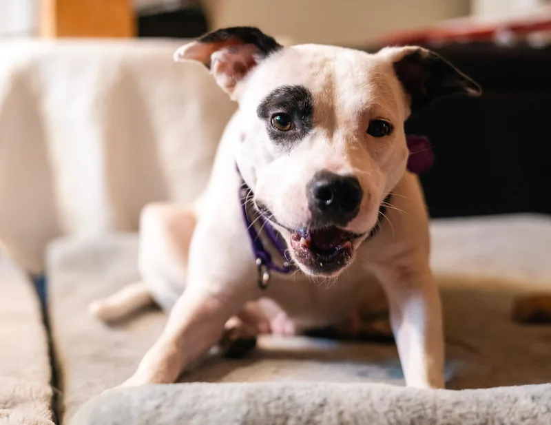 An adult large-sized female American Bully dog named Wish for adoption in Detroit, MI