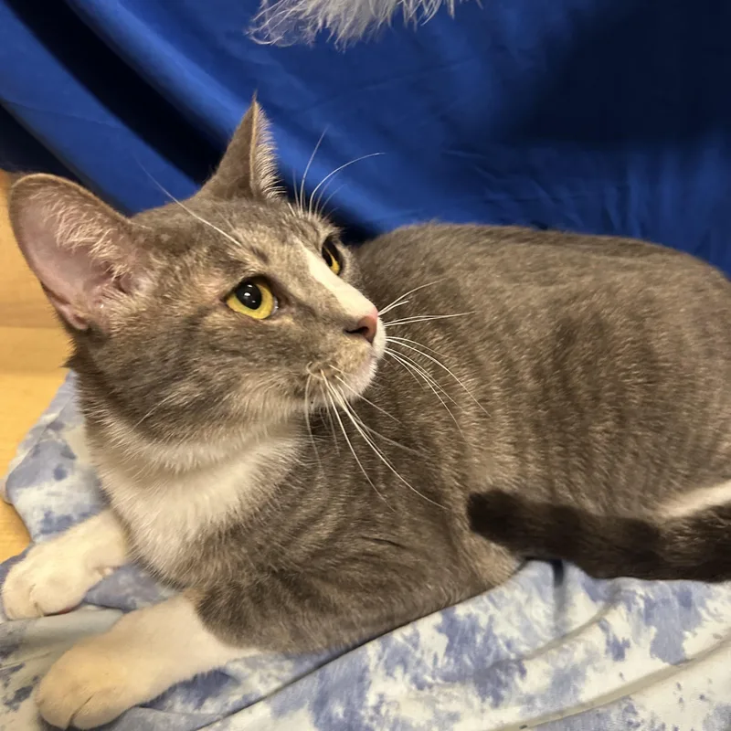 A young medium-sized female Gray & White Domestic Short Hair cat named Mocha for adoption in Spring Branch, TX