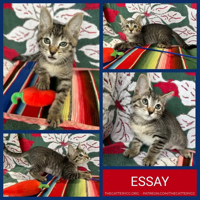 A baby small-sized female Domestic Short Hair cat named Essay for adoption in Corpus Christi, TX