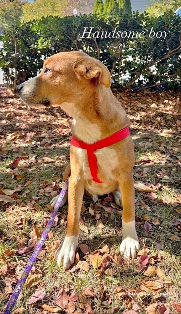 A baby medium-sized male Tricolor (Brown, Black, & White) Boxer dog named Clover for adoption in Statesville, NC
