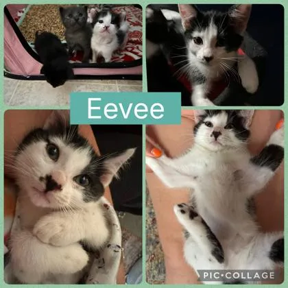 A young small-sized male Domestic Short Hair cat named Eevee for adoption in Beatrice, NE