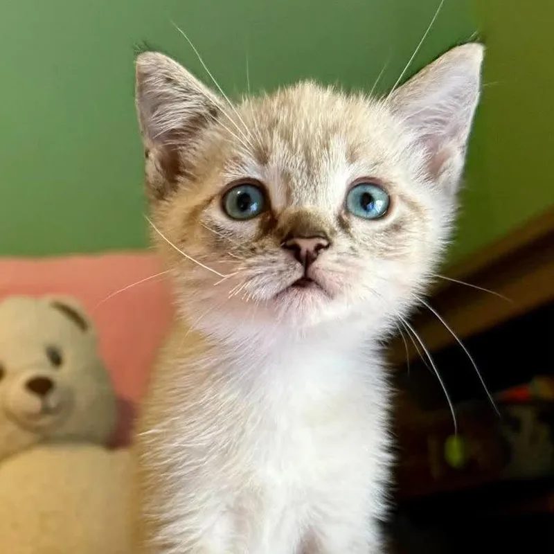 A baby small-sized female Siamese cat named Storm for adoption in Forest Park, IL