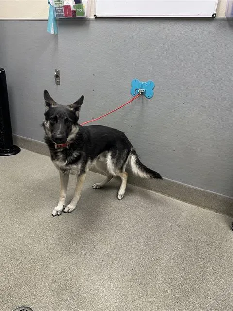 A young large-sized male German Shepherd Dog dog named Koby for adoption in Las Vegas, NV