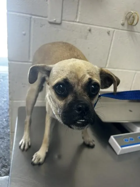 A young small-sized female Pug dog named Kiki for adoption in San Bernardino, CA