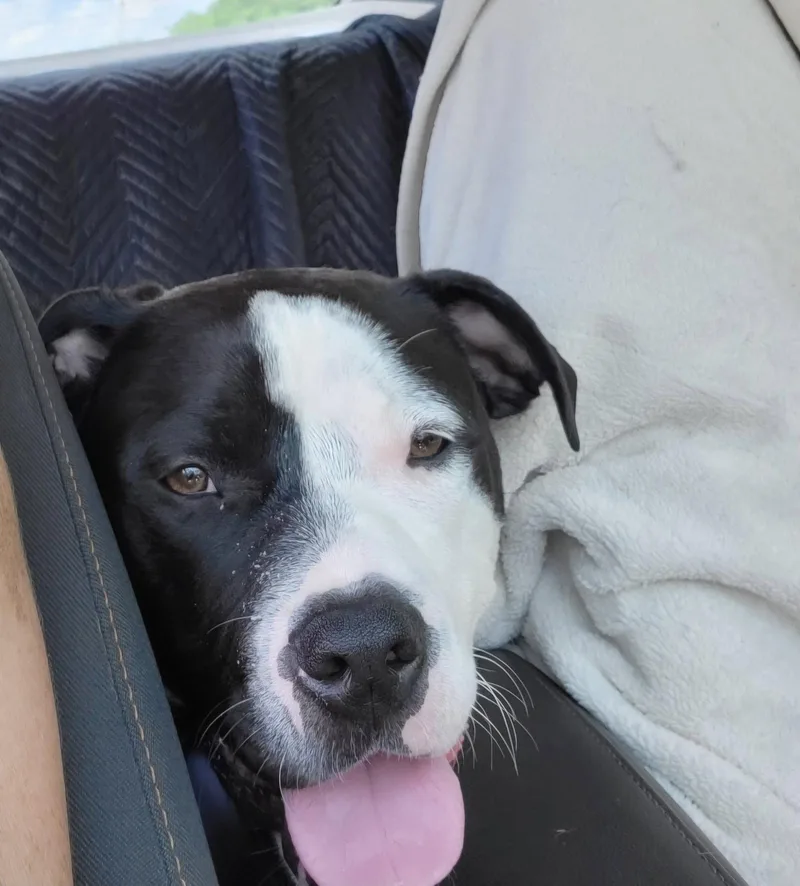 An adult large-sized female Terrier dog named Lola for adoption in St. Louis, MO