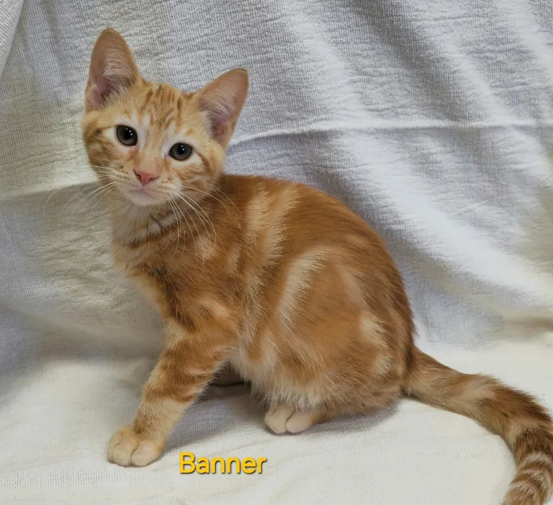 A baby medium-sized male Domestic Short Hair cat named Banner for adoption in Cedar Rapids, IA