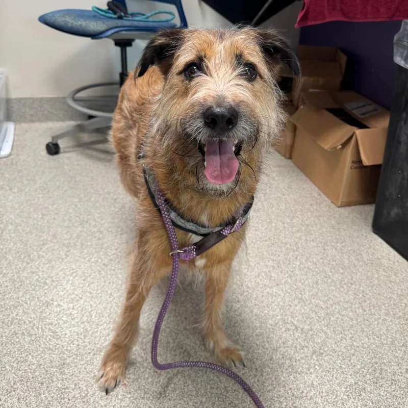 An adult large-sized male Yellow / Tan / Blond / Fawn Wirehaired Terrier dog named Hercules for adoption in Englewood, FL