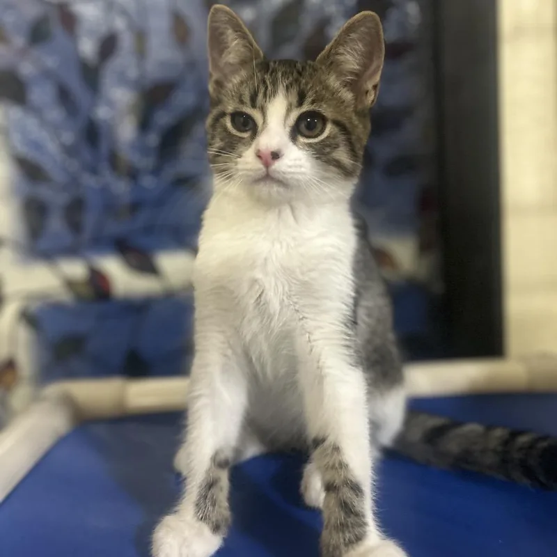A baby small-sized male Domestic Short Hair cat named Matrix for adoption in Riverside, CA