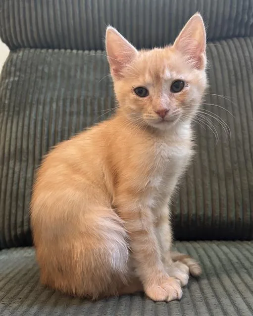 A baby small-sized male Domestic Short Hair cat named Chestnut for adoption in Sacramento, CA