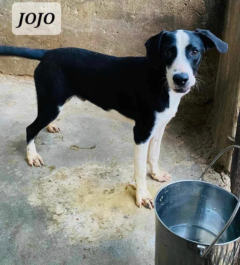 JoJo thumbnail 2