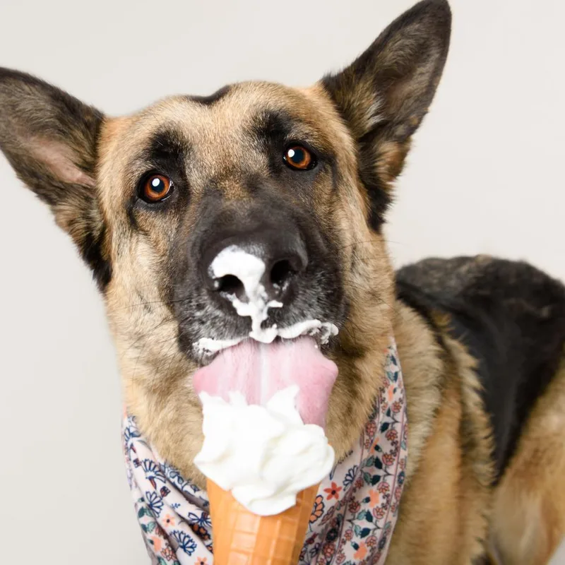 An adult large-sized female Yellow / Tan / Blond / Fawn German Shepherd Dog dog named Mahogany for adoption in Riverside, CA