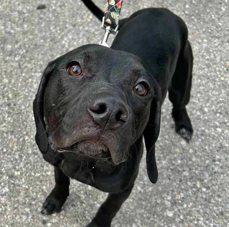 Ruger