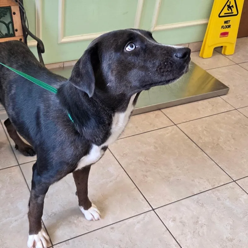 A young medium-sized female Labrador Retriever dog named Evie for adoption in Plano, TX