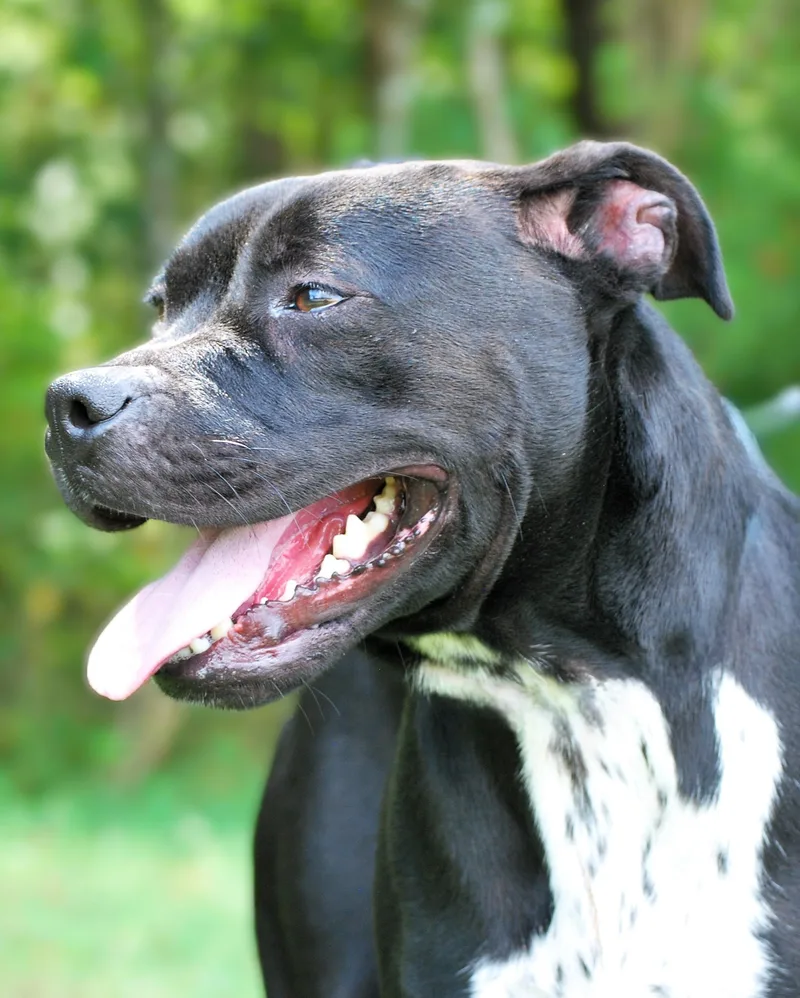 A young medium-sized female Pit Bull Terrier dog named Mavis for adoption in manchester, TN