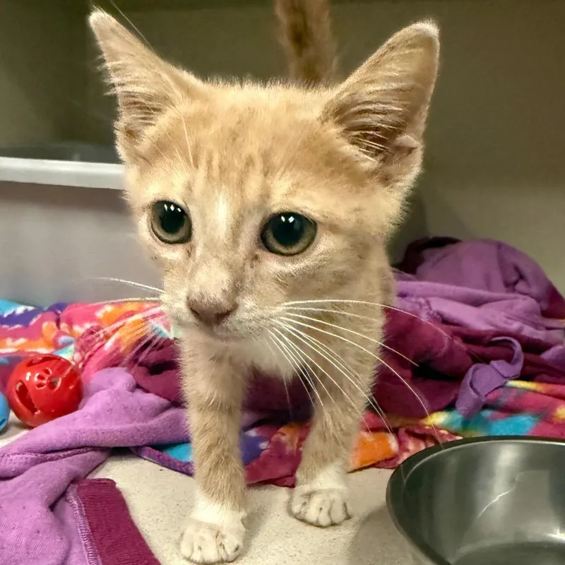A young small-sized male Tabby cat named Arlo for adoption in Greensboro, NC