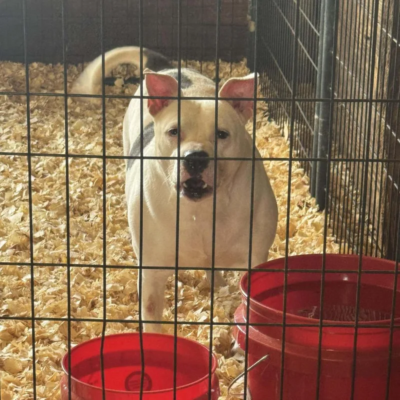 An adult medium-sized female White / Cream Pit Bull Terrier dog named Jazzy for adoption in Anahuac, TX
