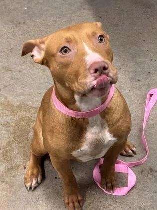 A baby medium-sized male Yellow / Tan / Blond / Fawn Pit Bull Terrier dog named Marley for adoption in Cleveland, OH