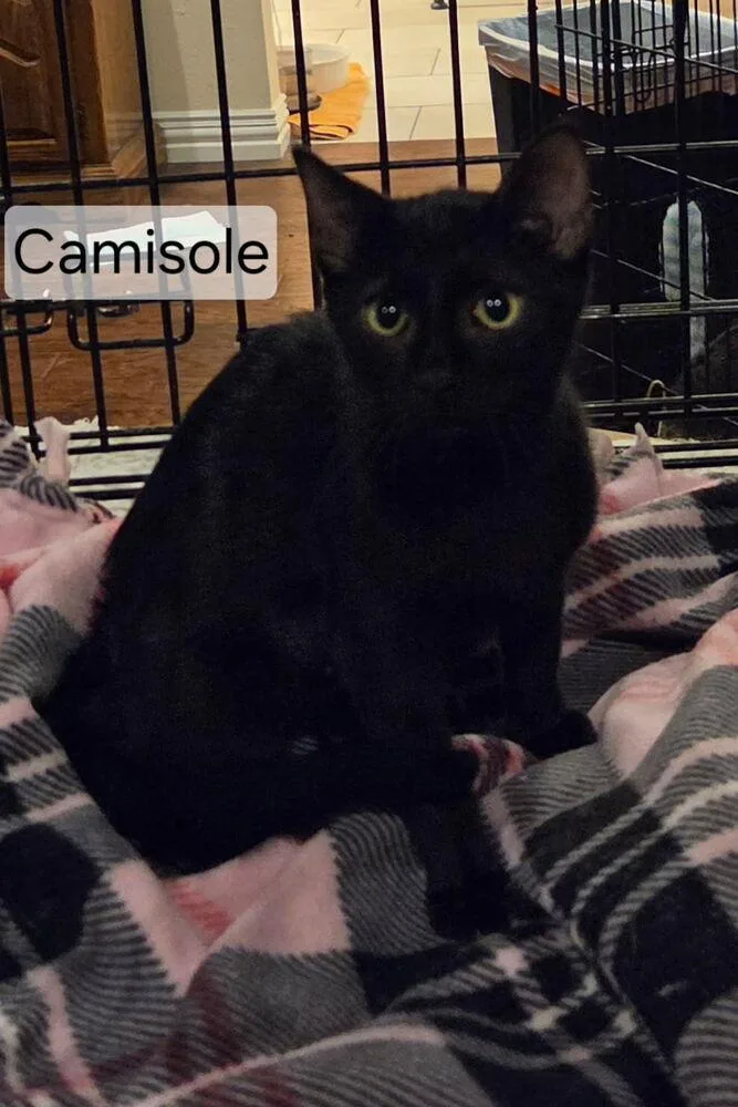 A baby small-sized female Black Domestic Short Hair cat named Camisole for adoption in Dallas, TX
