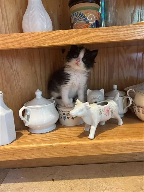 A baby small-sized male Domestic Medium Hair cat named Shane for adoption in Sacramento, CA