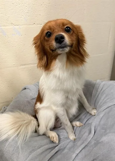 A young small-sized male Papillon dog named Rocket for adoption in Fort Myers, FL
