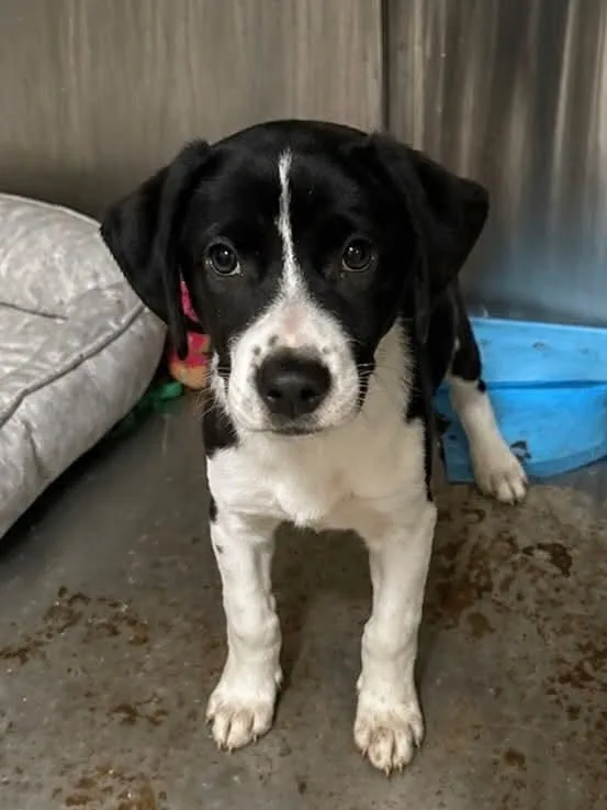 A baby medium-sized male Tricolor (Brown, Black, & White) Border Collie dog named Smarty for adoption in Bolivar, MO
