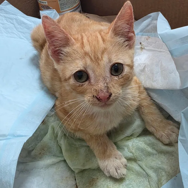 A baby small-sized male Orange / Red Domestic Short Hair cat named Cruzito for adoption in Edinburg, TX