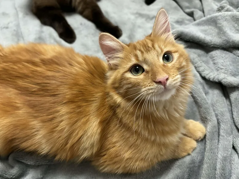 A baby medium-sized male Orange / Red Domestic Medium Hair cat named Magik Indoor Only for adoption in Stockton, CA