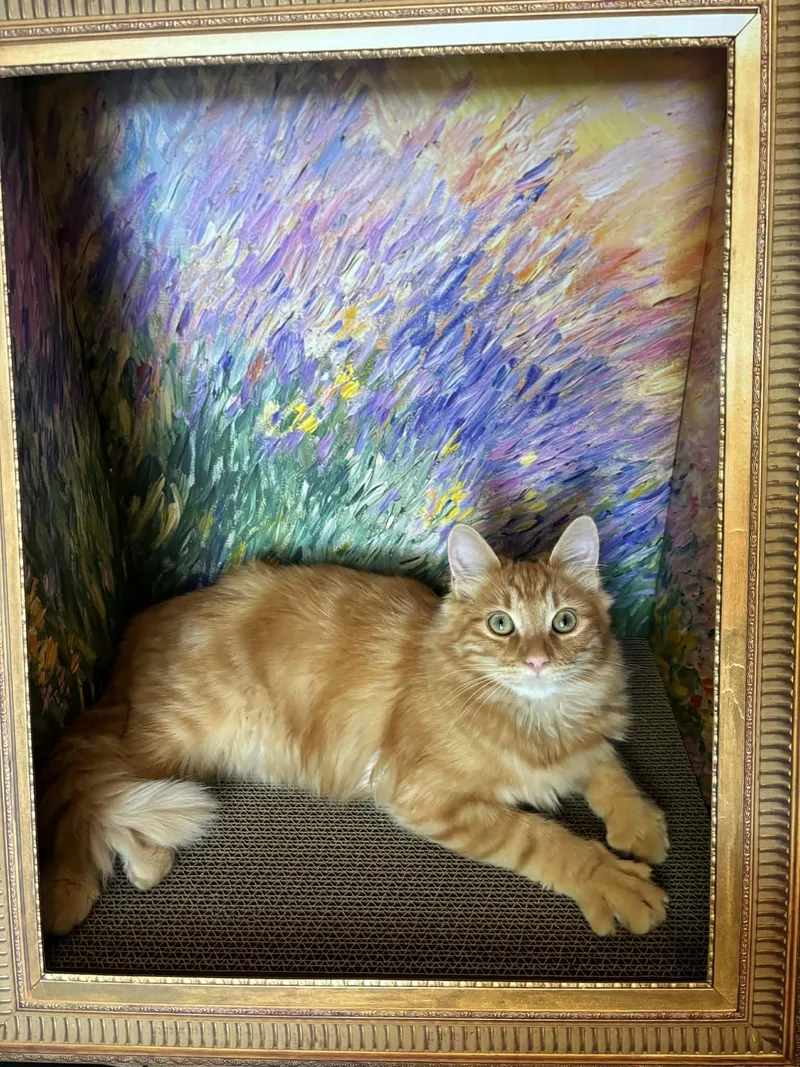 Magik Indoor Only thumbnail 2