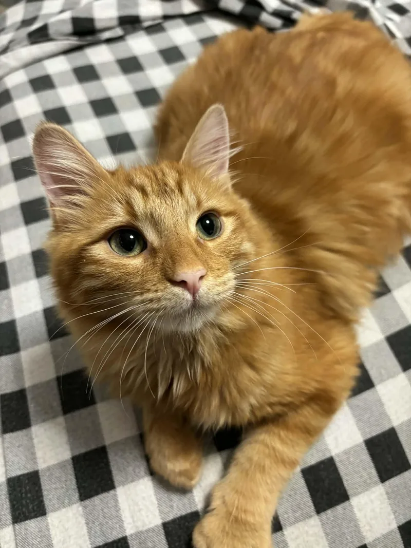 Magik Indoor Only thumbnail 3