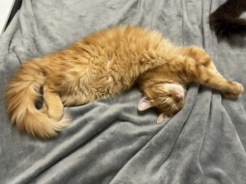 Magik Indoor Only thumbnail 4